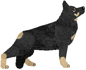 German Shepherd Dog - Abnormality V3