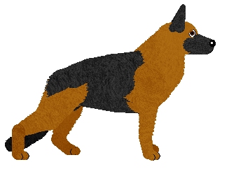 German Shepherd Dog - Supernova V4 (Shorthair)