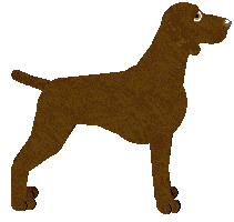 German Shorthaired Pointer - FireRidge