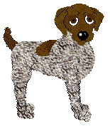 German Shorthaired Pointer - Unknown