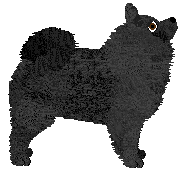 German Spitz - Supernova (Grosspitz)