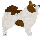 German Spitz - Supernova (Mittelspitz)