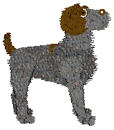 German Wirehaired Pointer - AR/Cierra