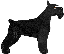 Giant Schnauzer - Zodiac (Modified)