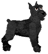 Giant Schnauzer - Faerie Barn Dance