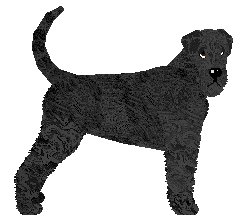 Giant Schnauzer - Supernova V2