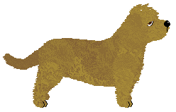 Glen of Imaal Terrier - Supernova