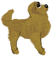 Golden Retriever - Megan @ Xoops