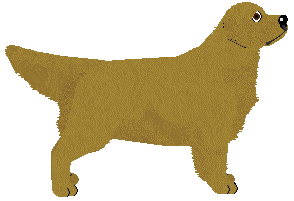 Golden Retriever - Fango