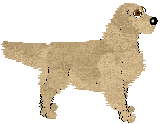 Golden Retriever - Bekki