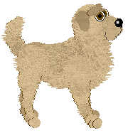 Golden Retriever - Sunshine