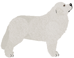 Great Pyrenees - Abnormality V3