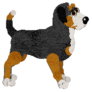 Greater Swiss Mountain Dog - Faerie Barn Dance