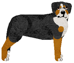 Greater Swiss Mountain Dog - Supernova