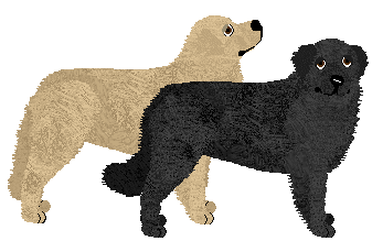 Hovawart - Supernova