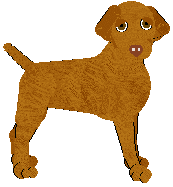 Hungarian Shorthaired Vizsla - Unknown