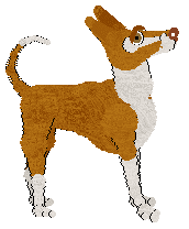 Ibizan Hound - Faerie Barn Dance