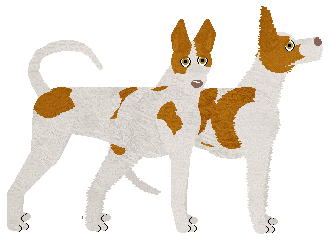 Ibizan Hound - Supernova