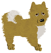 Icelandic Sheepdog - Finishing Touch V1