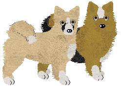 Icelandic Sheepdog - Supernova