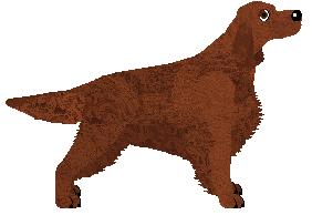 Irish Setter - Bekki