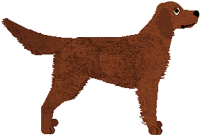 Irish Setter - Supernova