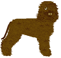 Irish Water Spaniel - Amenity/Rosestone