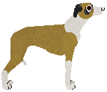 Italian Greyhound - Java
