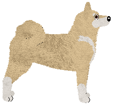 Japanese Akita - Supernova