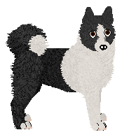 Karelian Bear Dog - VPZ