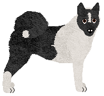 Karelian Bear Dog - Supernova