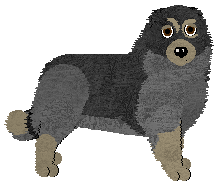 Karst Shepherd Dog - Supernova