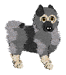 Keeshond - Faerie Barn Dance