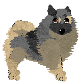 Keeshond - Bekki