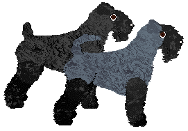 Kerry Blue Terrier - Supernova