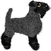Kerry Blue Terrier - Cierra