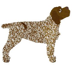 Korthals Griffon - Supernova