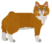 Kurilian Bobtail - Supernova/Filigree
