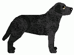 Labrador Retriever - Genuine Kennels