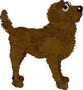 Labrador Retriever - PF Magic