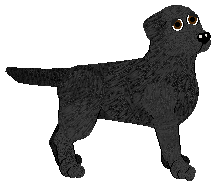 Labrador Retriever - Cierra