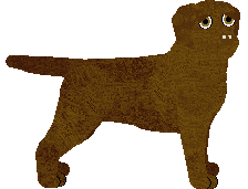 Labrador Retriever - Oak Meadow