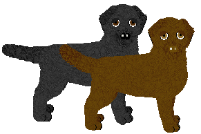 Labrador Retriever - Finishing Touch