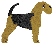 Lakeland Terrier - Supernova