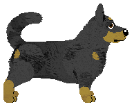 Lancashire Heeler