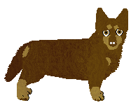 Lancashire Heeler - Abnormality