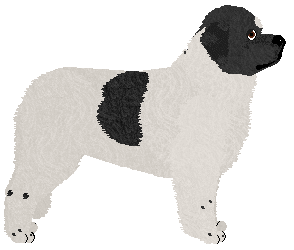 Landseer - Supernova