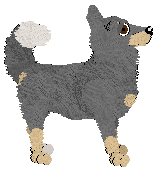 Lapponian Herder - Supernova