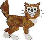 Maine Coon - PF Magic