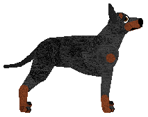 Manchester Terrier